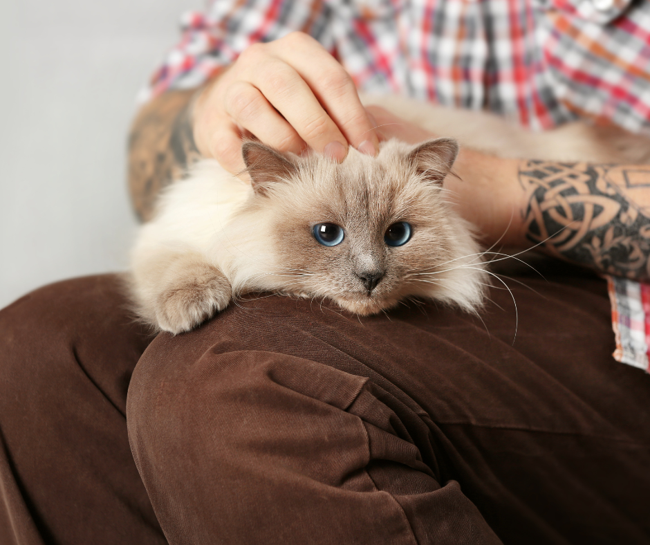 5 tattoo ideeën voor kattenliefhebbers die je hart veroveren