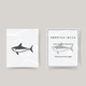 Temporary tattoo blue shark
